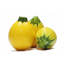 Courgette Ronde Jaune Pamiers