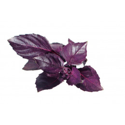 Herbe Aromatique Basilic...