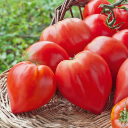 Tomate côtelée type Cœur de...