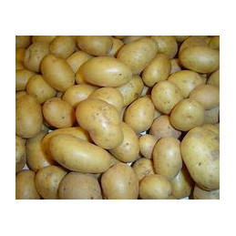 Pomme de terre Nvelle...