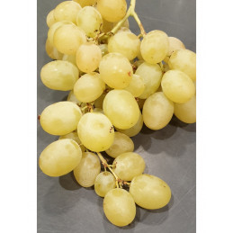 Raisin Blanc Italia