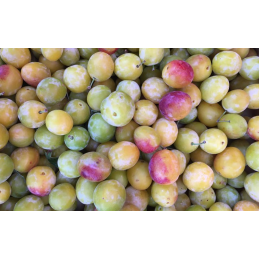 Prune Mirabelle