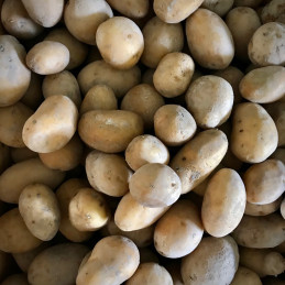 Pomme de terre Monalisa vrac