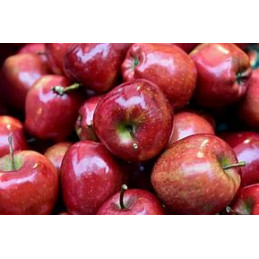 Pomme Washington