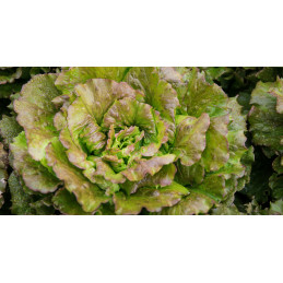 Salade Batavia Brune Pamiers