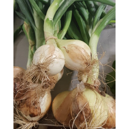 Oignon Jaune Frais Pqt Pamiers