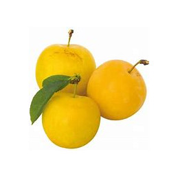 Prune Golden Japan France...