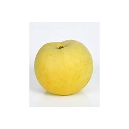 Pomme Bio Lafayette