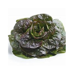 Salade Rougette Bio
