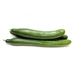 Concombre Long Bio