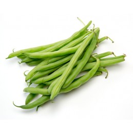 Haricot Vert ramassé main