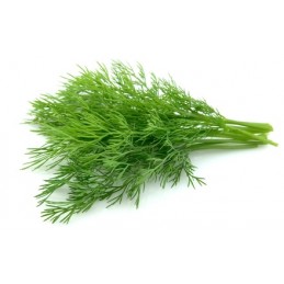Herbe aromatique - Aneth