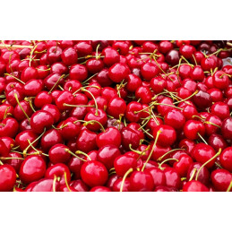 Cerise