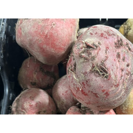 Betterave Chioggia Bio Pamiers
