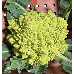 Chou Romanesco Bio