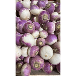 Navet Violet