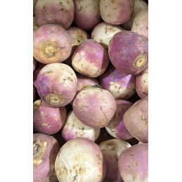 Navet Violet Bio Pamiers