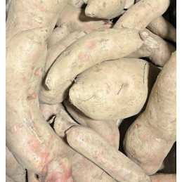 Patate Douce Bio Pamiers