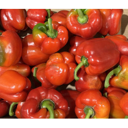 Poivron Rouge