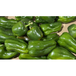 Poivron Vert