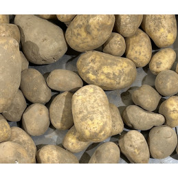 Pomme de terre Bintje