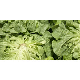 Salade Feuille Chêne Blonde...
