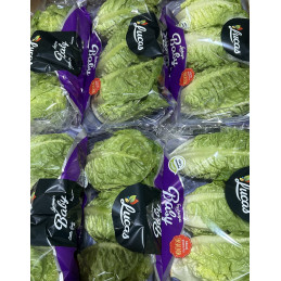 Sucrine Verte Sachet 3 têtes