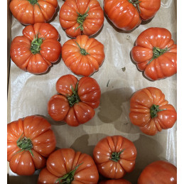 Tomate côtelée type Marmande