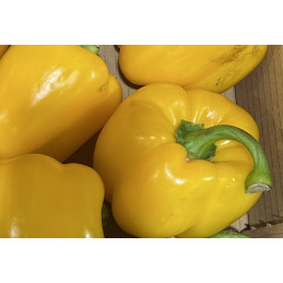 Poivron Jaune