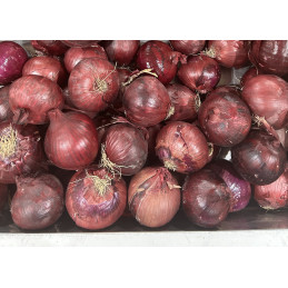 Oignon Rouge vrac Bio Pamiers