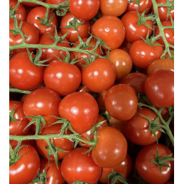Tomate Cocktail Rouge en...
