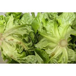 Salade Sucrine