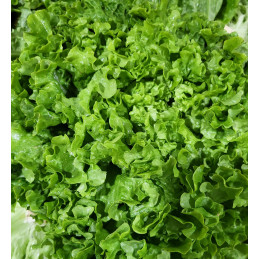 Salade Batavia