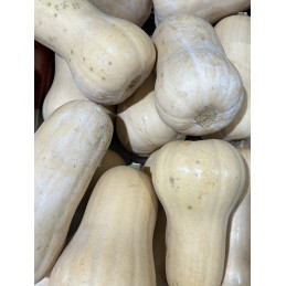 Butternut France