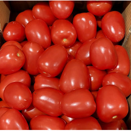 Tomate allongée type Roma