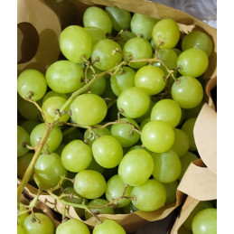 Raisin de table Blanc Sans...