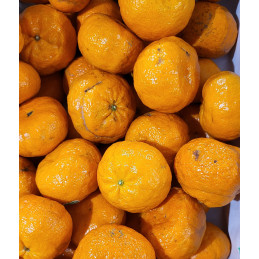 Clémentine Goldnugget