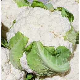 Chou Fleur Bio