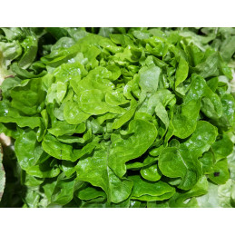 Salade Chene Blonde Bio