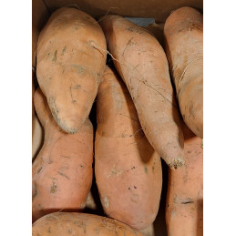 Patate Douce Bio