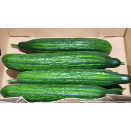Concombre Long