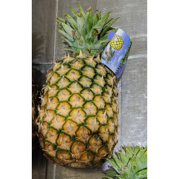 Ananas gros Cayenne Avion