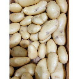 Pomme de terre Nouvelle Bea