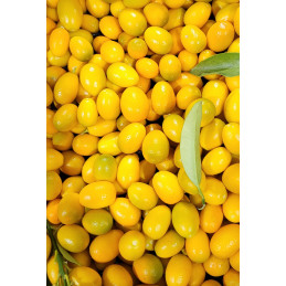Kumquat