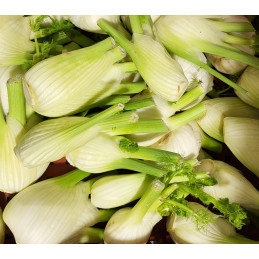 Fenouil Bio Pamiers
