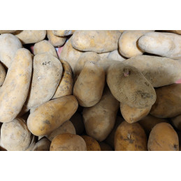 Pomme de Terre Bio Agria