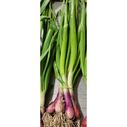 Oignon Cebette Bio
