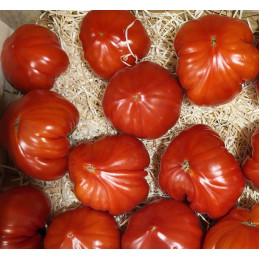 Tomate Bio