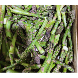 Asperge Pointe verte