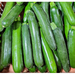 Courgette Bio